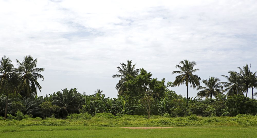 Дешевые авиабилеты в Гвинею